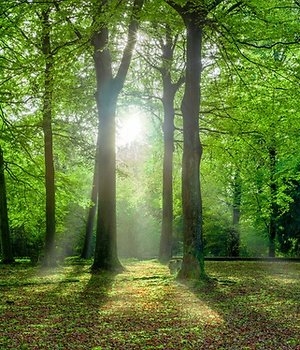 Home. sun through trees