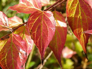 How I Work. autumn colour weigelia